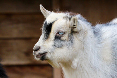 Close-up of goat