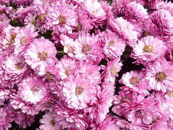 Full frame shot of pink flowering plants