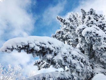 Low angle view of snow covered trees against sky