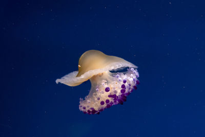 Spectacular colorful jellyfish floating free