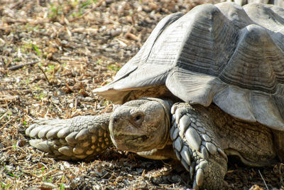 Close-up of tortoise