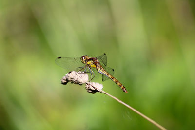 Close-up of insect dragonfly resting on grass seeds 