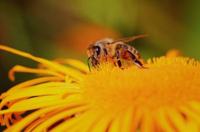 Close-up of bee pollinating on yellow flower