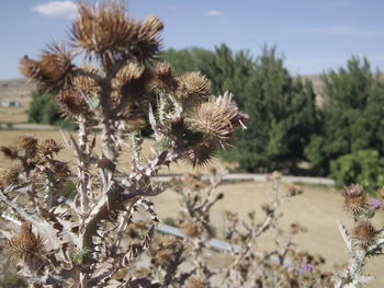 Close-up of cactus