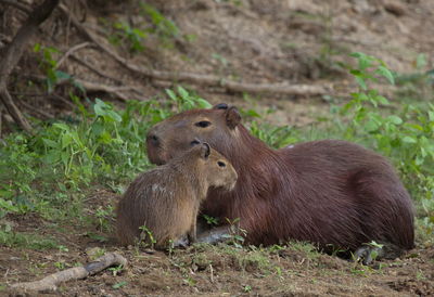 Closeup portrait of mother and baby capybara hydrochoerus hydrochaeris resting, bolivia.