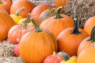 Many ripe halloween pumpkins as delicious vegetable in fall and thanksgiving season is orange fruit