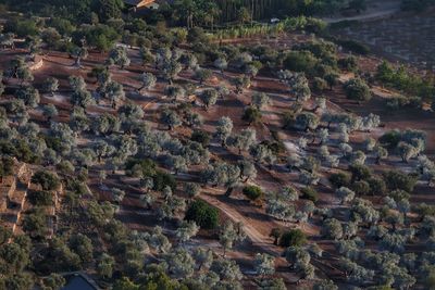 High angle view of trees on landscape