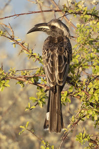 Close-up of bird perching on tree