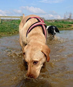 Portrait of dog by water against sky