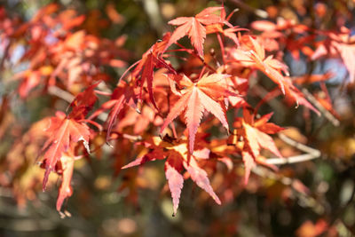 Close-up of red maple leaves