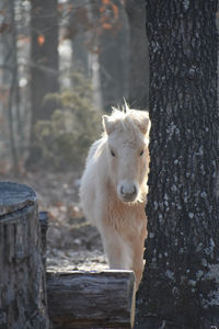 Portrait of a horse on tree trunk