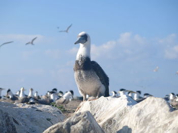 Seagulls perching on rock