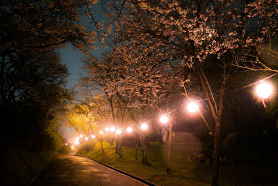 Close-up of illuminated trees against sky at night