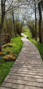 Empty footpath in park