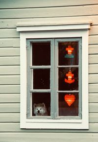 Dog looking through window of building