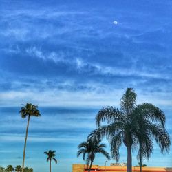 Silhouette palm trees on beach against blue sky