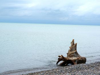 View of a horse in the sea