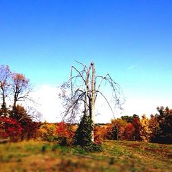 Bare trees on landscape against blue sky