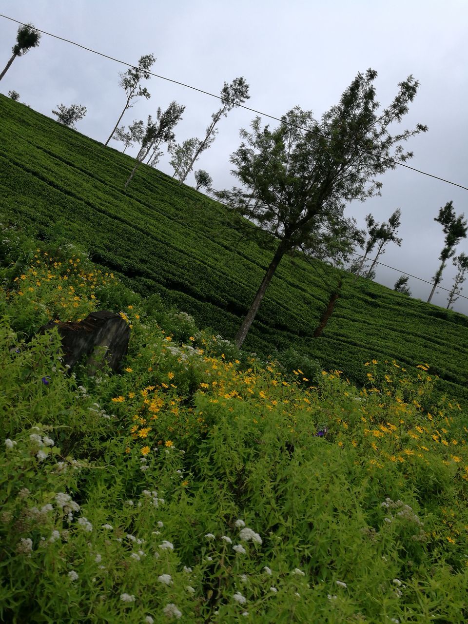 growth, green color, low angle view, tree, plant, yellow, sky, nature, flower, hill, tranquility, tranquil scene, beauty in nature, scenics, outdoors, day, freshness, mountain, no people, growing, fragility, green, lush foliage, agriculture