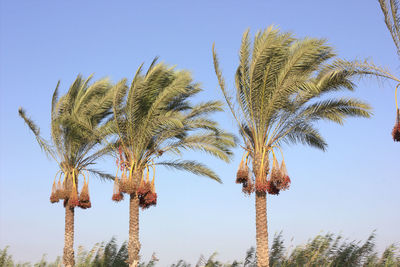 Low angle view of trees against clear blue sky