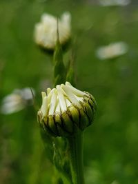 Close-up of rose bud