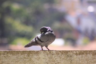 Close-up of bird perching on wall