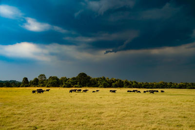 Hay bales on field against sky