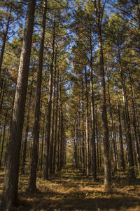 Trees in forest