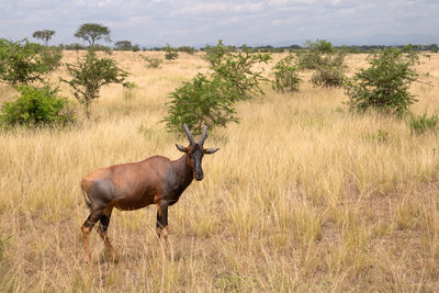 Topi, damaliscus jimela, ishasha national park, uganda