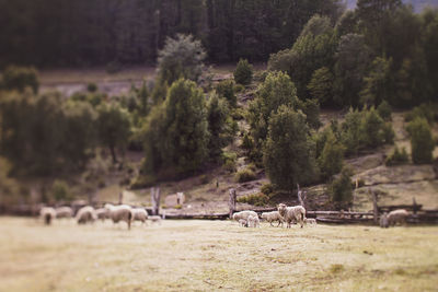 Horses grazing on field