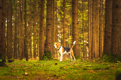 Dog running in forest