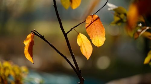 Close-up of yellow leaves on plant during autumn