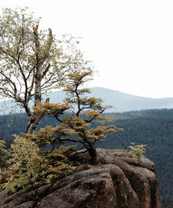 Close-up of tree on mountain against clear sky