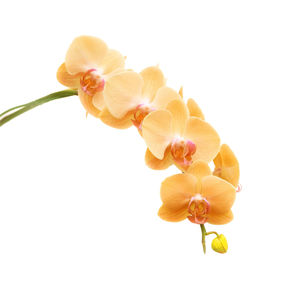 Close-up of flowering plant against white background