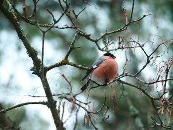 Close-up of bird perching on tree during winter