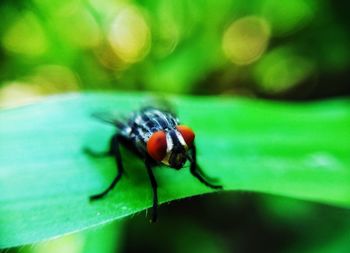 Close-up of fly on leaf