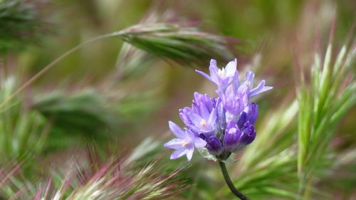 Close-up of purple flowering plant