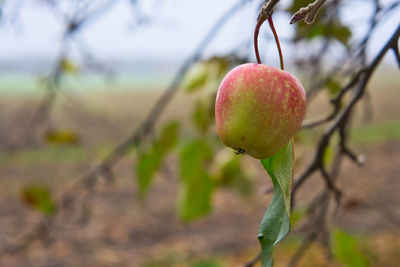 Close-up of strawberry growing on tree