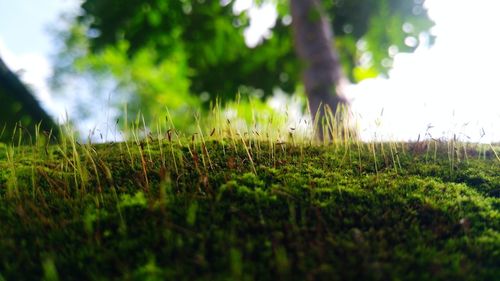 Surface level of grass on field against trees