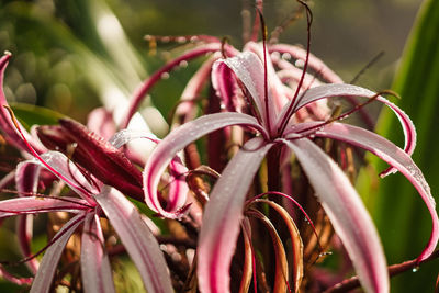 Close-up of pink flowering plant