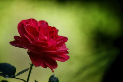 Close-up of red rose