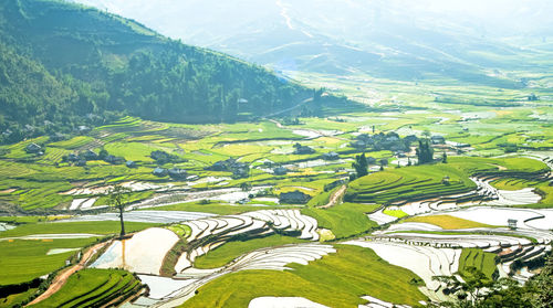 Scenic view of agricultural field and mountains