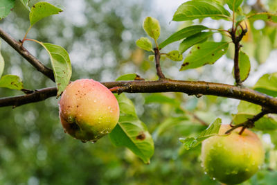 Close-up of raindrops on tree