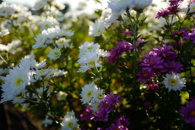 Close-up of purple flowers