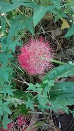 High angle view of pink flowering plant on field