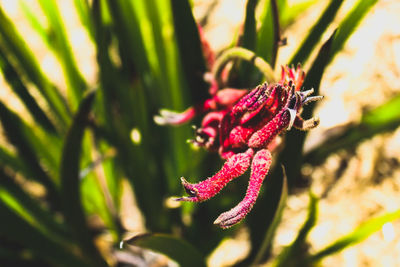 Close-up of red flower