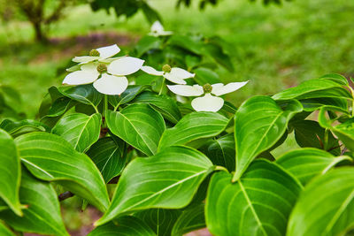 Close-up of white flowering plant