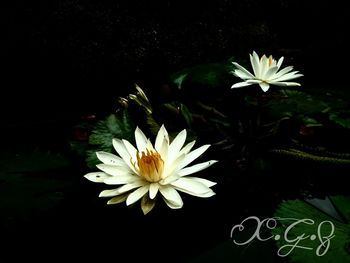 Close-up of lotus water lily