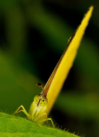 Close-up of butterfly on leaf