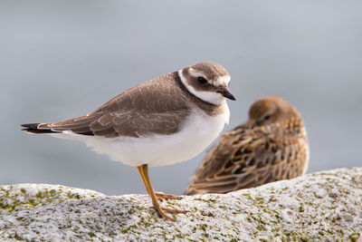 Close-up of seagull perching on rock